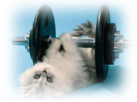 cat with weights