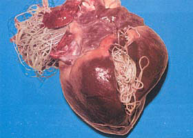 heartworms